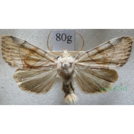 Cosmia trapezina (Linnaeus, 1758) male Kresówka leszczynówka Czech80g
